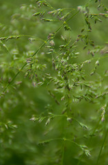 Grass on edge of dirt trail blowing in the wind.
