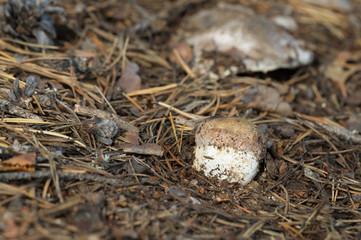 Boletopsis grisea growing in coniferous environment