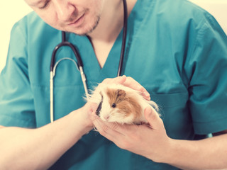 Veterinary doctor holding guinea pig on hands