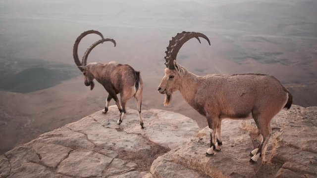 Two ibexes on the cliff at Ramon Crater in Negev Desert in Mitzpe Ramon, Isra