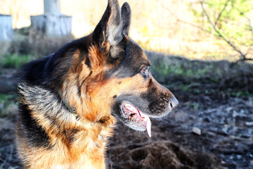 Muzzle of a Dog German Shepherd outdoors