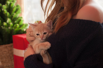 Kitten on hands