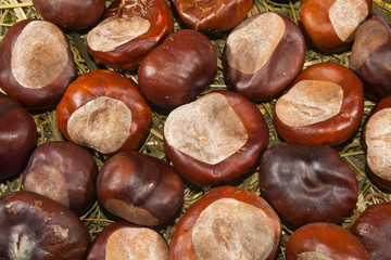 many nuts as background