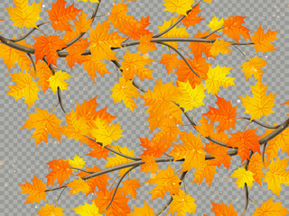Fototapeta na wymiar Maple branch with colorful leaves isolated on transparent background. EPS 10