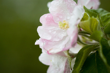 Flowering of the apple tree. Spring background of blooming flowers. White and pink flowers. Beautiful nature scene with a flowering tree. Spring flowers. Beautiful garden. Abstract blurred background