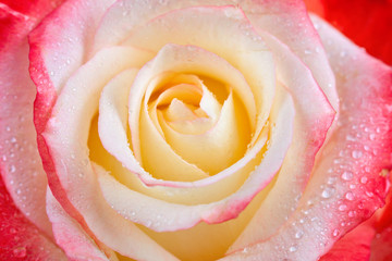 Beautiful multi-colored rose with dew drops close-up. For greeting cards.