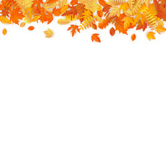 Autumn template with golden maple and oak leaves. EPS 10
