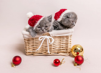 Gray kittens in basket
