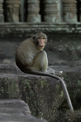 Long-tailed macaque at Angkor Wat faces camera