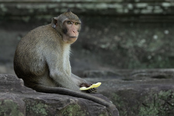 Long-tailed macaque holds fruit at Angkor Wat