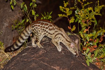 Large-spotted or Cape Genet