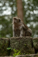 Naklejka na ściany i meble Long-tailed macaque on mossy wall in temple