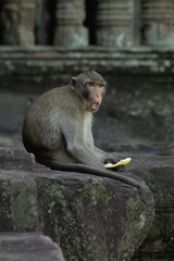 Long-tailed macaque sits at Angkor Wat eating