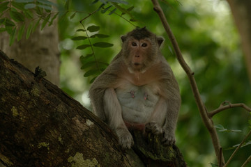 Long-tailed macaque sits in shade on branch