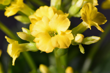 Obraz na płótnie Canvas yellow kalanchoe flower million star