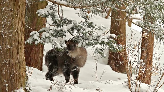 A Japanese Serow in the mountains of Japan