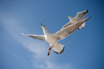 Seagulls flying in sky over the sea waters