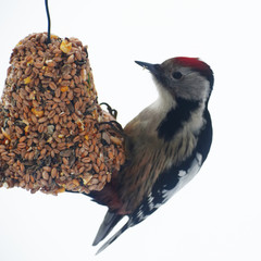 Great spotted woodpecker Dendrocopos major eating and sitting on bell shape bird feeder made of...