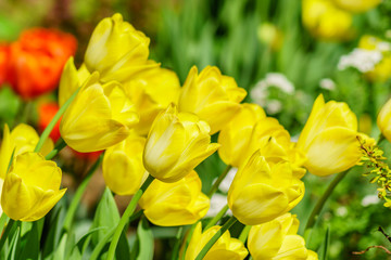 Naklejka na ściany i meble Field of yellow tulips. Flower background. Summer garden landscape