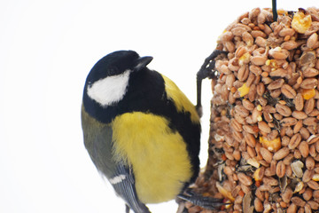 Great tit Parus major looking around and sitting on bell shape bird feeder made of different seeds hanging on rope on white snow background with copy space for text at cold winter day in europe.