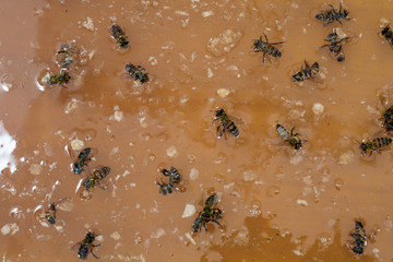 The natural yellow honey as sweet liquid food