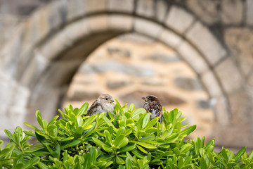A male and a female house sparrow sitting on a bush in front of a stone wall