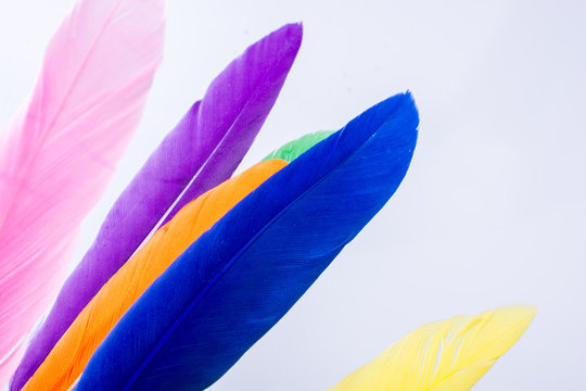Collection of bright colored feathers  on white background