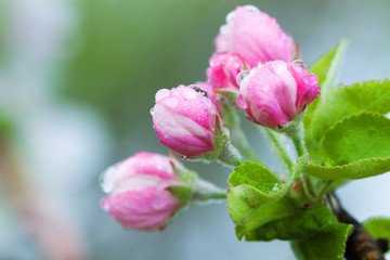 Flowering of the apple tree. Spring background of blooming flowers. White and pink flowers. Beautiful nature scene with a flowering tree. Spring flowers. Beautiful garden. Abstract blurred background