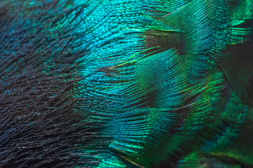 Closeup peacock feathers