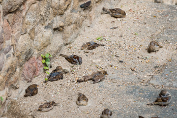 A group of house sparrows bathing in sand near a stone wall