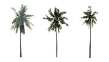 Beautiful coconut palm trees in the garden isolated on white background