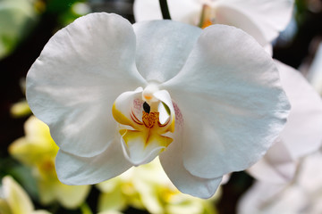 Beautiful orchid branch on abstract blurred background