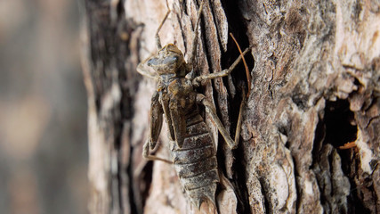 Empty shell of a larva of a dragonfly on the bark of a pine.