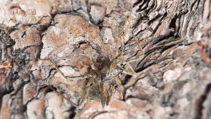 Empty shell of a larva of a dragonfly on the bark of a pine.
