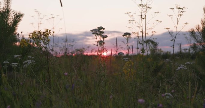 Sunset through a field of wildflowers on landscape