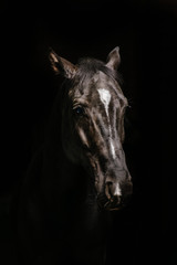 Plakat horse portrait on black background
