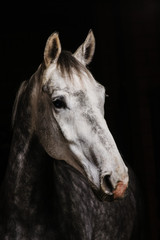 Obraz na płótnie Canvas horse portrait on black background