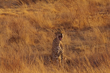Cheetah Snarling 