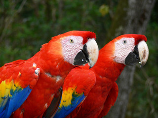 Two colorful parrots surrounded by jungle in Honduras