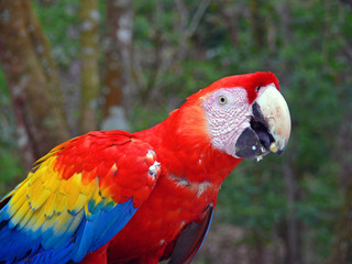 Rainbow parrot in the jungle Honduras