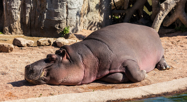 Sleeping hippo (Hippopotamus amphibius, family: Hippopotamidae).