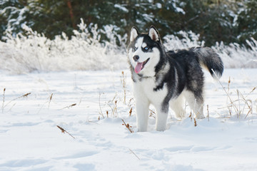 Siberian Husky dog playing in the winter snowy forest