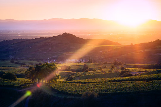 Weinberge Am Kaiserstuhl