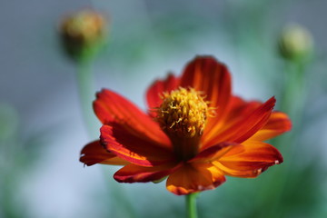 Close up zoom view of orange cosmos flower with detail pollen on soft blur background