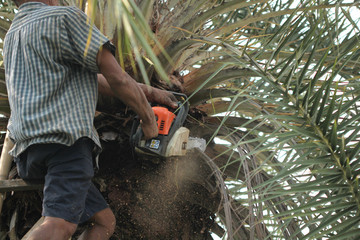 Old strong man gardener is using a heavy duty chainsaw while trimming and cutting large palm trees in gardening work. Sawdust came out during working.