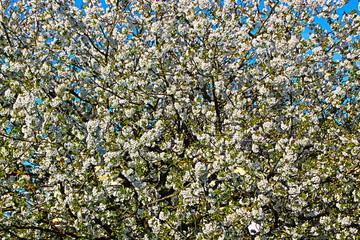 cerisier en fleur