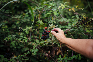 Woman picking wild blackberries