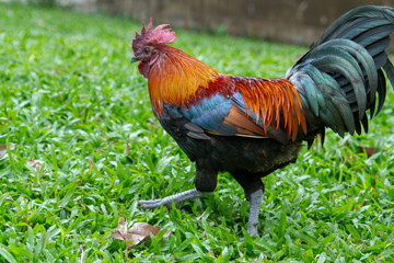 cock on the grass