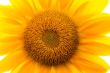 Naklejka premium Sonnenblume