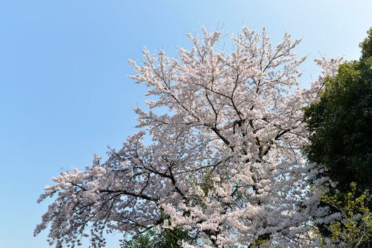 春の風景